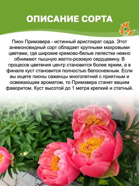 Пион Примавере (травянистый)