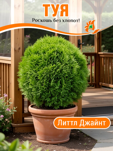 Туя Литтл Джайнт (западная)
