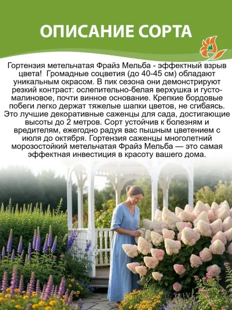 Гортензия Фрайз Мельба (метельчатая) саженцы 