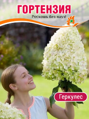 Гортензия Геркулес Гортензия Геркулес