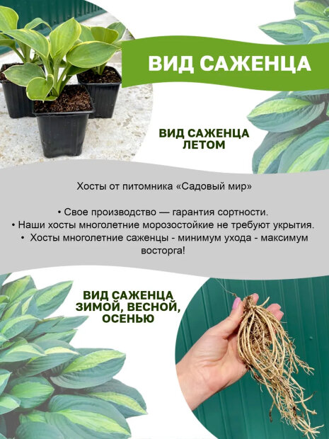 Хоста Колоред Халк