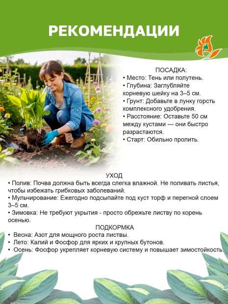 Хоста Колоред Халк