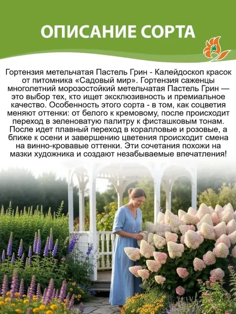 Гортензия Пастель Грин (метельчатая)  саженцы 