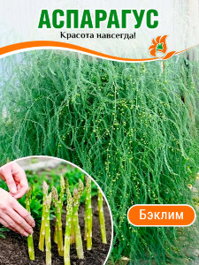 Аспарагус Бэклим (Спаржа) Аспарагус Бэклим (Спаржа)