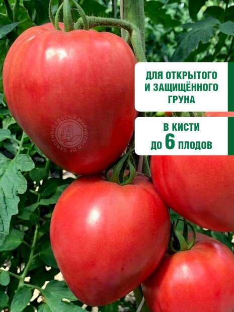 Томат Батяня семена 