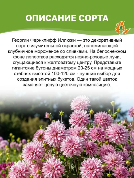 Георгин Фернклифф Иллюжн  (крупноцветковый)