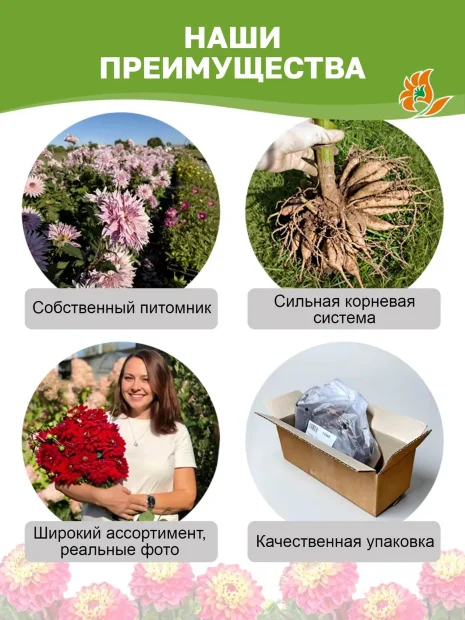 Георгин Фернклифф Иллюжн  (крупноцветковый)