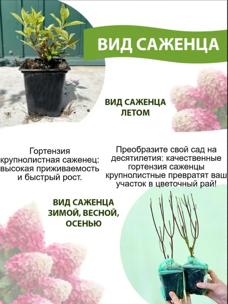 Гортензия Шлосс Вакербарт (крупнолистная) саженцы 