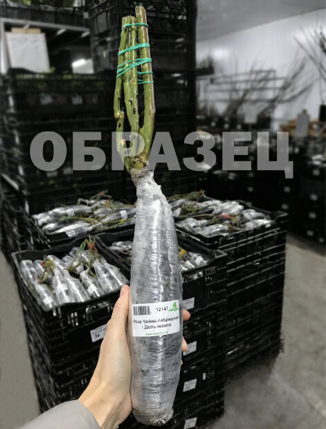 Роза Замок Черники (Шато Миртию) 