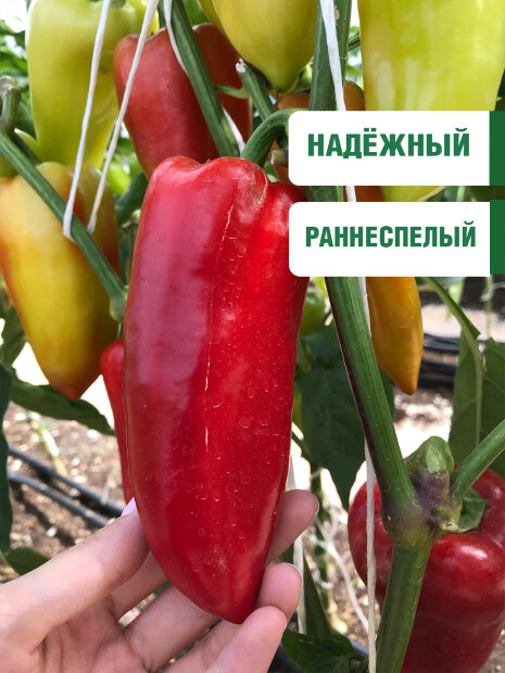 Перец сладкий Белогор F1 семена 
