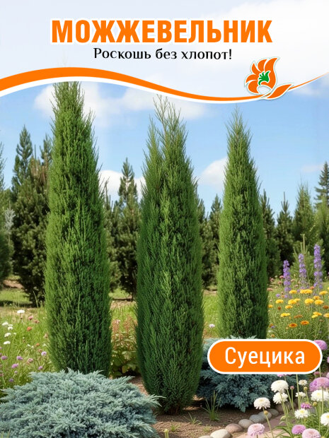 Можжевельник Суецика
