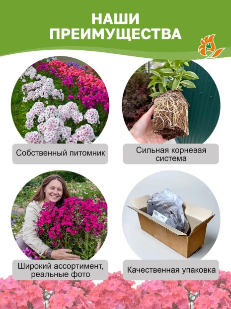 Флокс Щербет Бленд