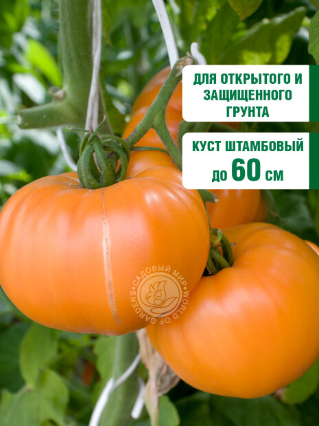 Томат Апельсиновый джем семена 
