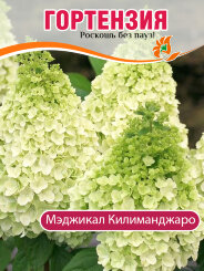 Гортензия Мэджикал Килиманджаро