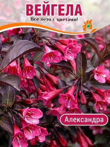 Вейгела Александра (флорида)